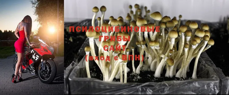 Псилоцибиновые грибы MAGIC MUSHROOMS  магазин    mega ссылка  Рыльск 